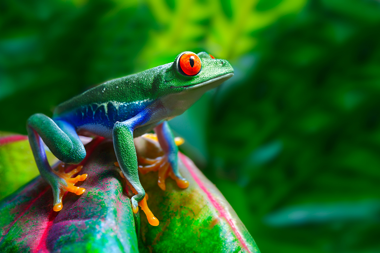 Costa Rica 2023 brightly colored frog sitting on tropical leaf