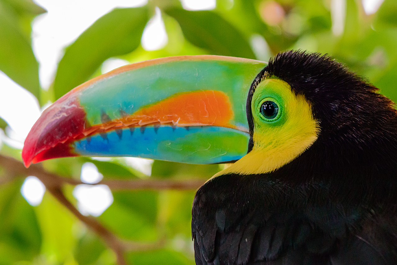 iStock-1206932952_web Costa Rica 2023 colorful toucan sitting in trees